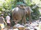 coaxing elephant over rocks.JPG (158KB)